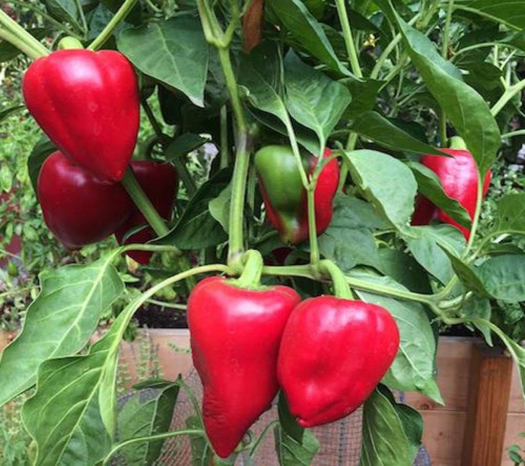Pepper Sky Bor - 10 Seed - 40 Pcs
