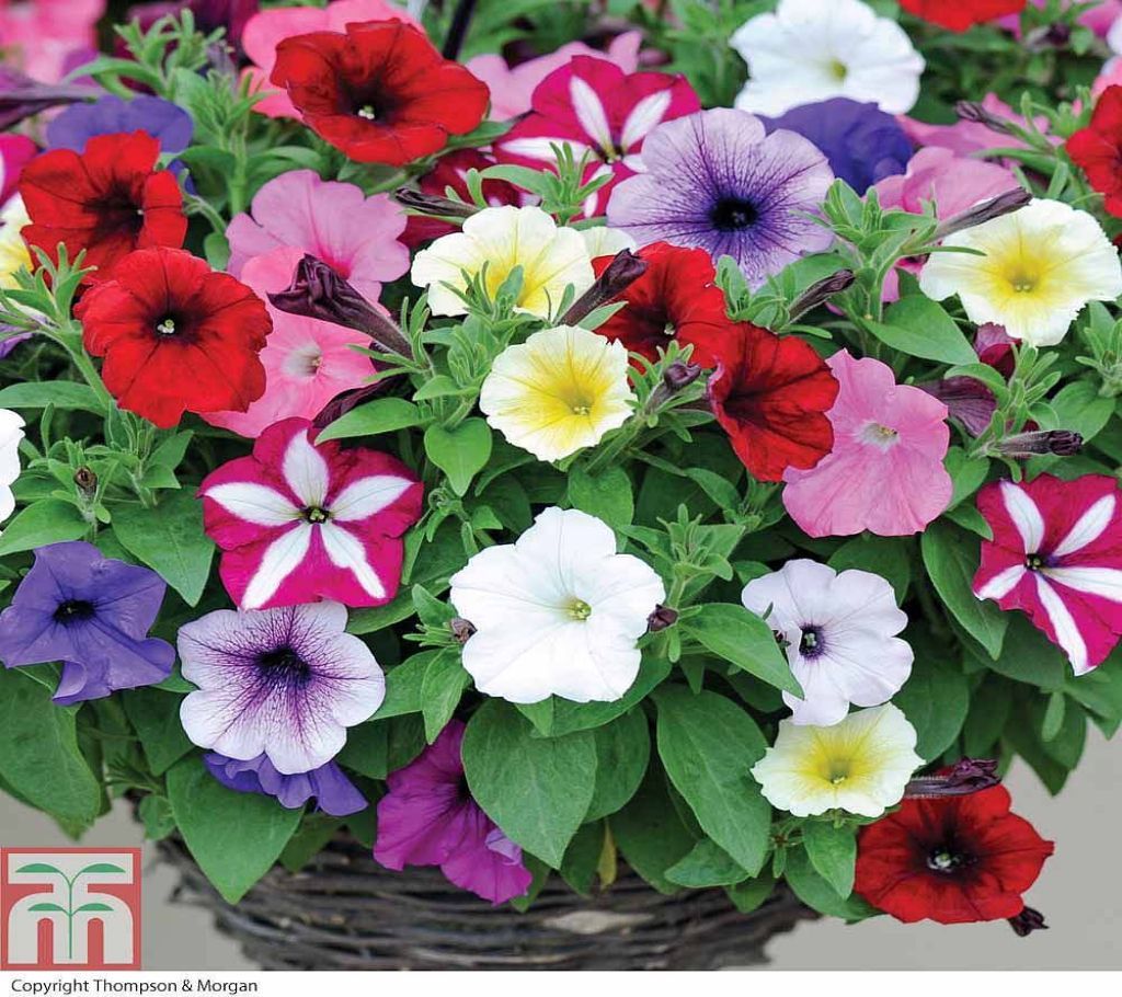 Pitunia Flower Seeds (30 seeds)