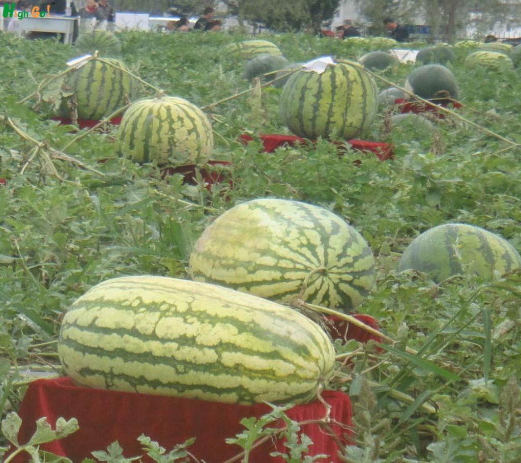 Water Melon Seeds (10 seed)
