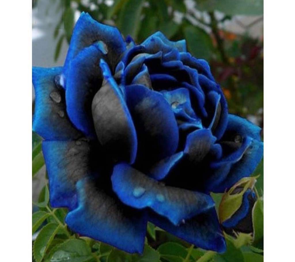 Blooming Midnight Blue Rose Seeds