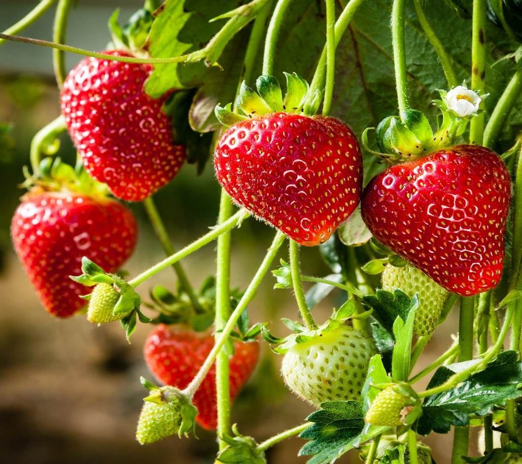 Strawberry Alpine Fragaria Seed - 30 Pcs