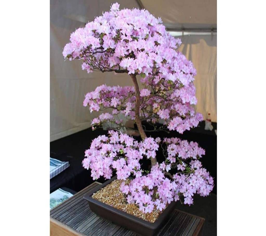 Bonsai Cherry Flower Seeds  