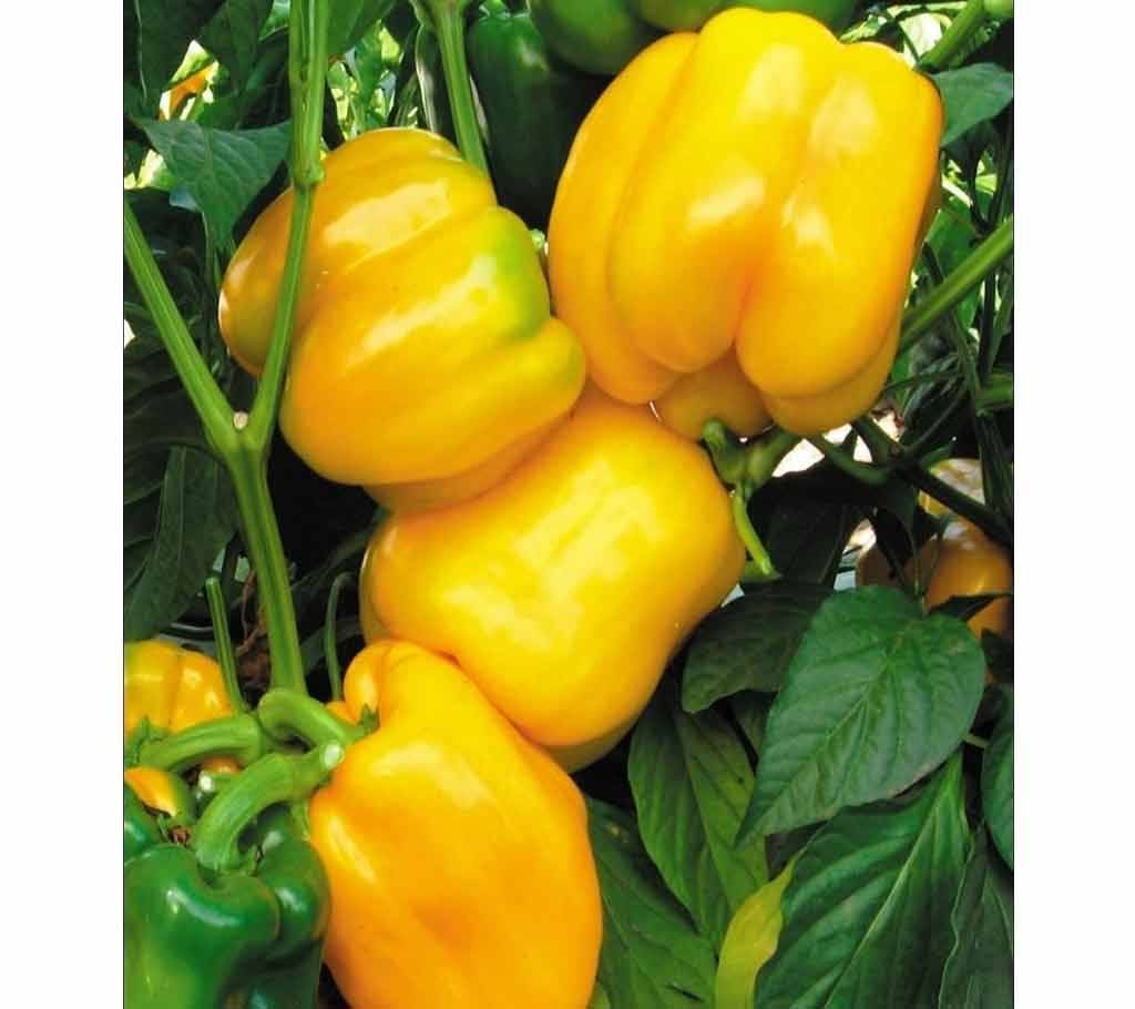 Capcicum Seeds (10 Seeds)