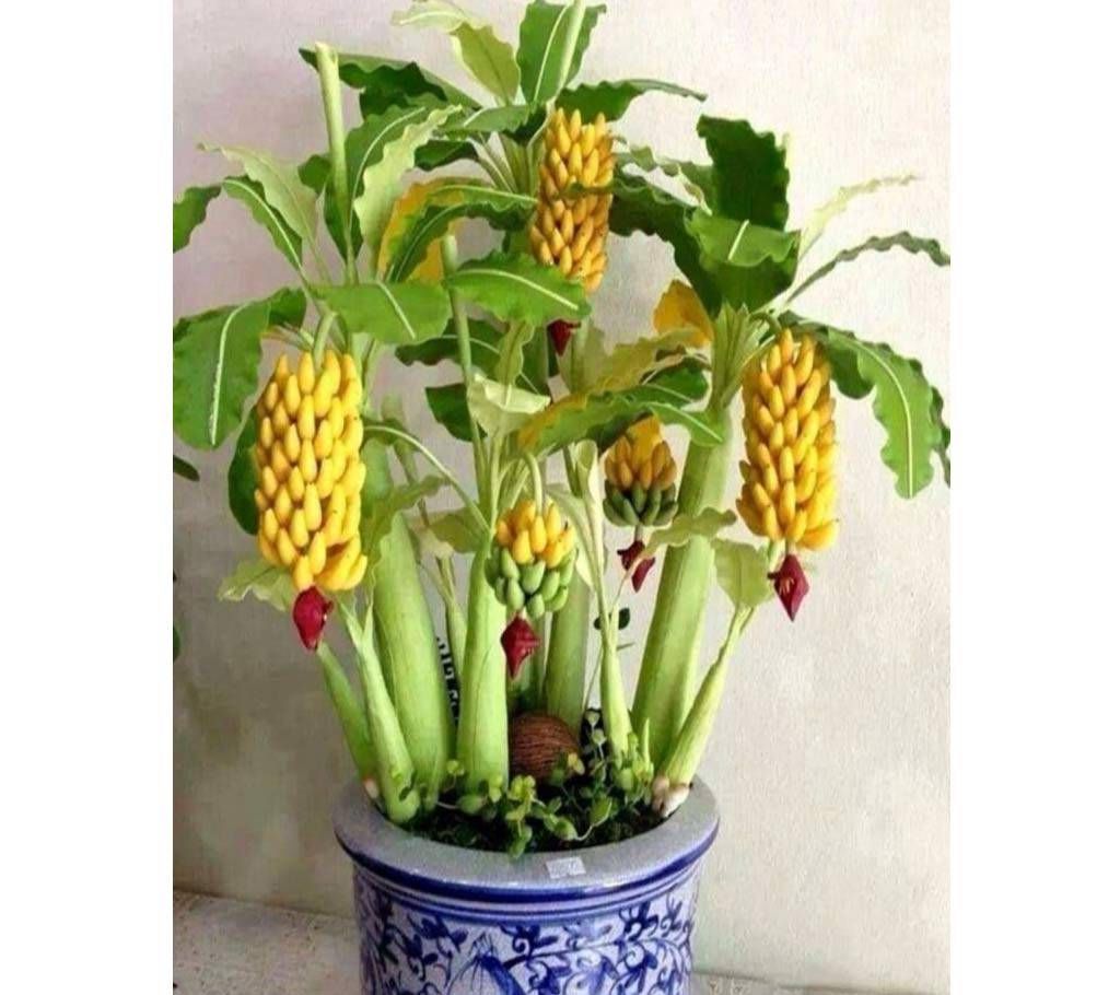 Bonsai Banana Seeds