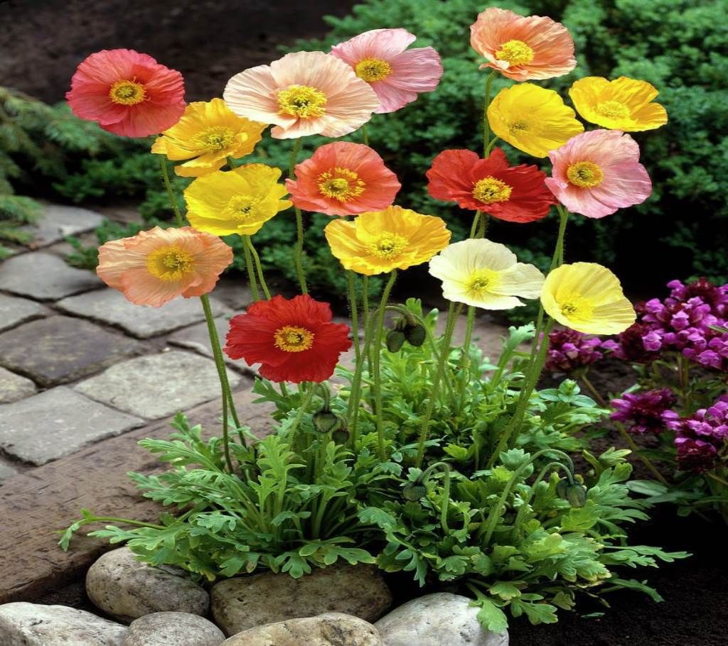 Iceland Poppy Nudicaule Mixed Seed - 100 Pcs
