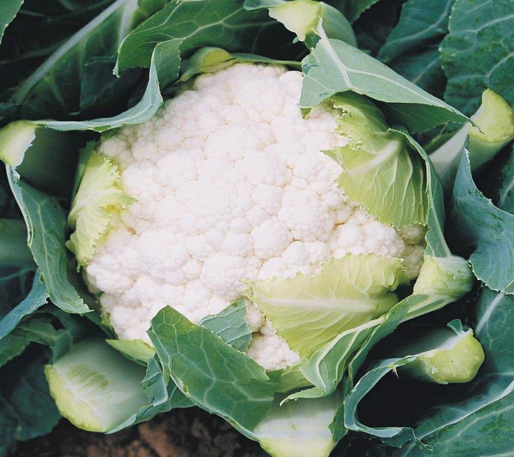 White Sharp Cauliflower F1 Hybrid Seed - 1 Pack