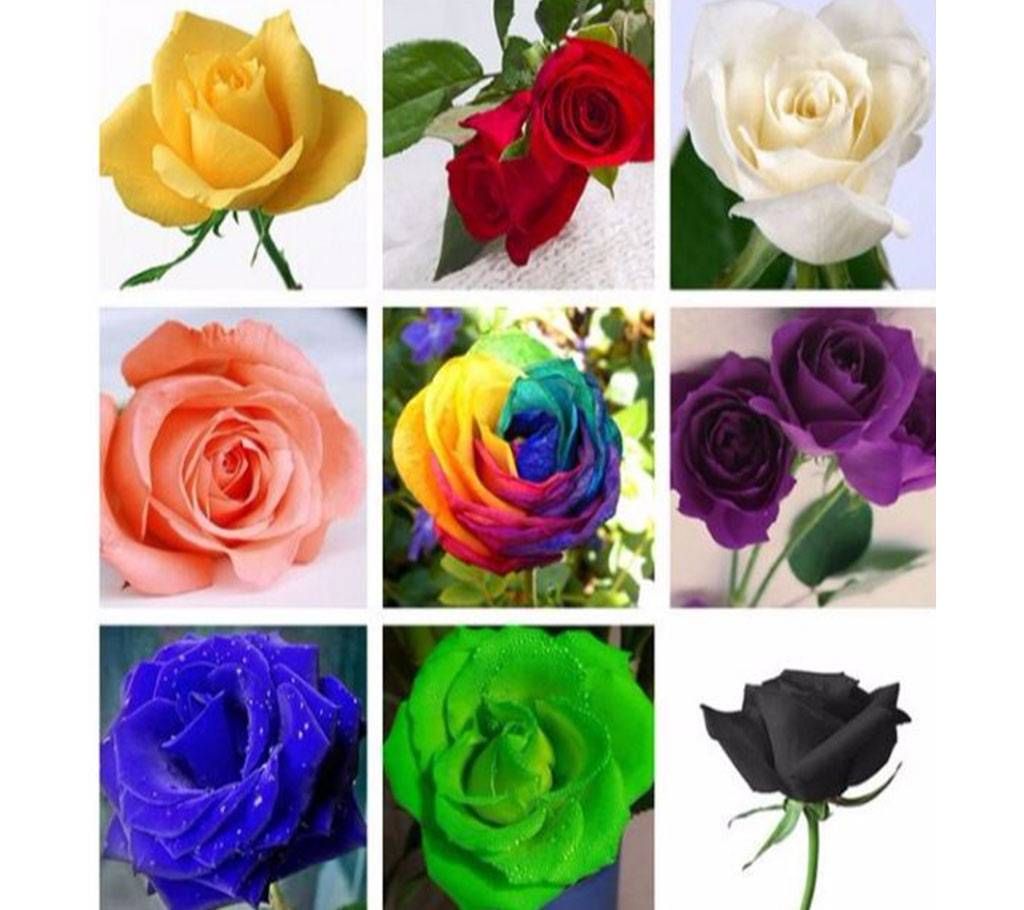 50 Pcs Mixed Colourful Rose Flower Plants Natural Growth Seeds