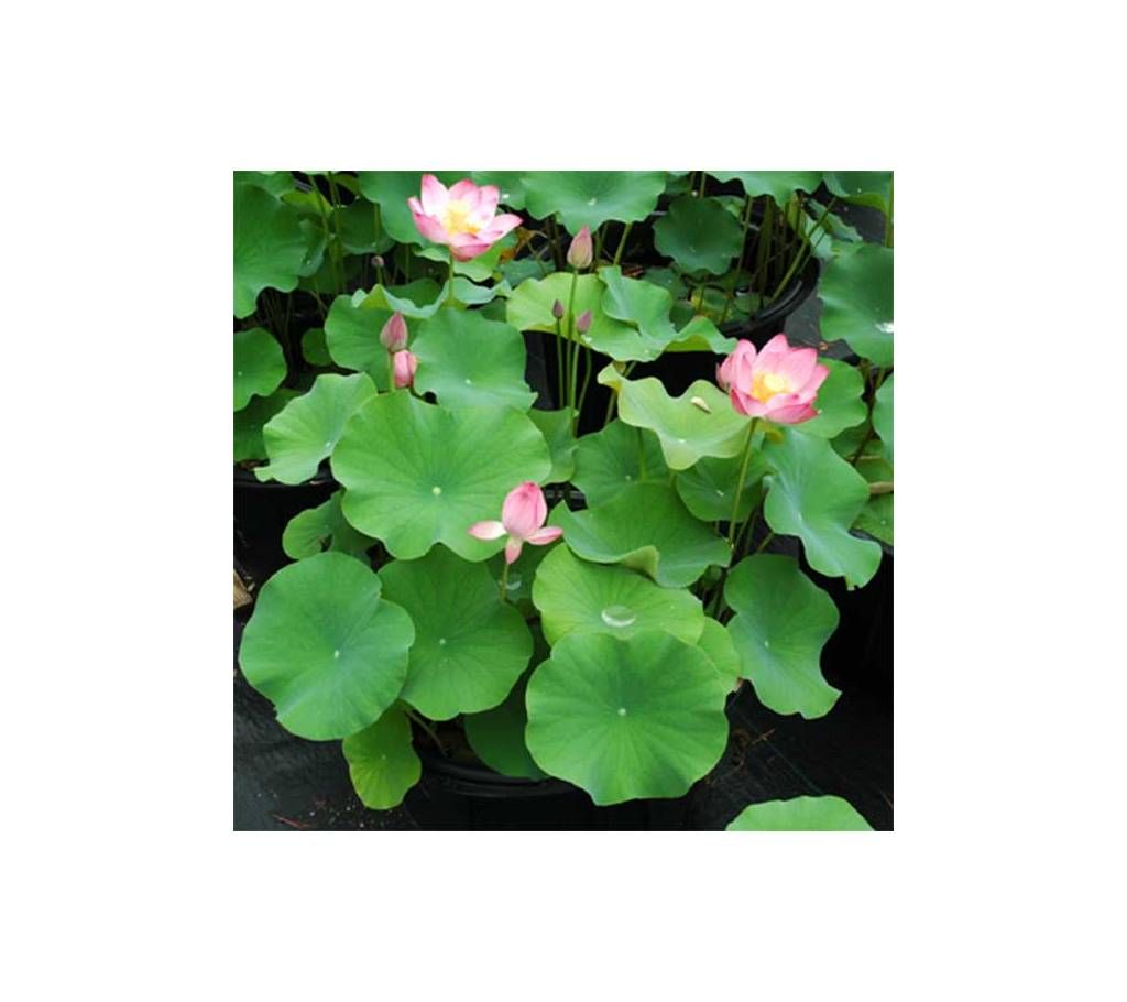 Lotus Flower Seed