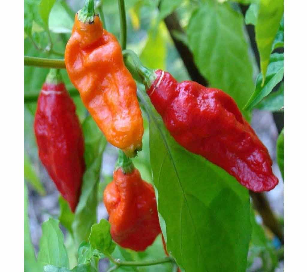 Bombai Chili Seeds (10 Seed)