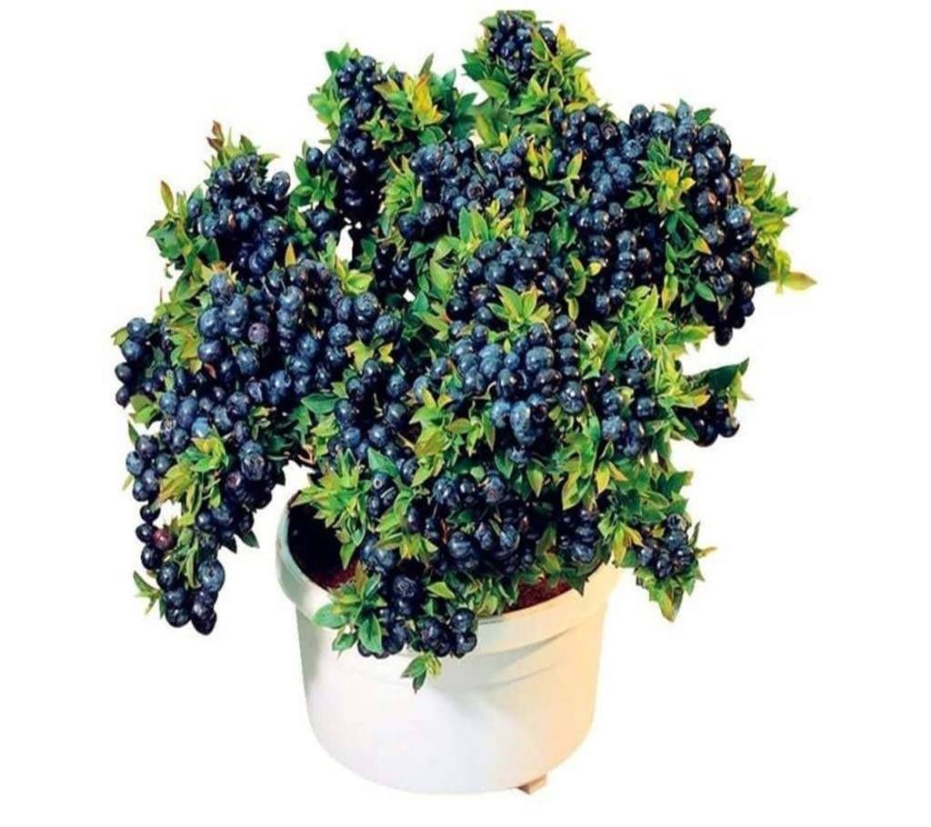 Bonsai Blue Berry Seeds 
