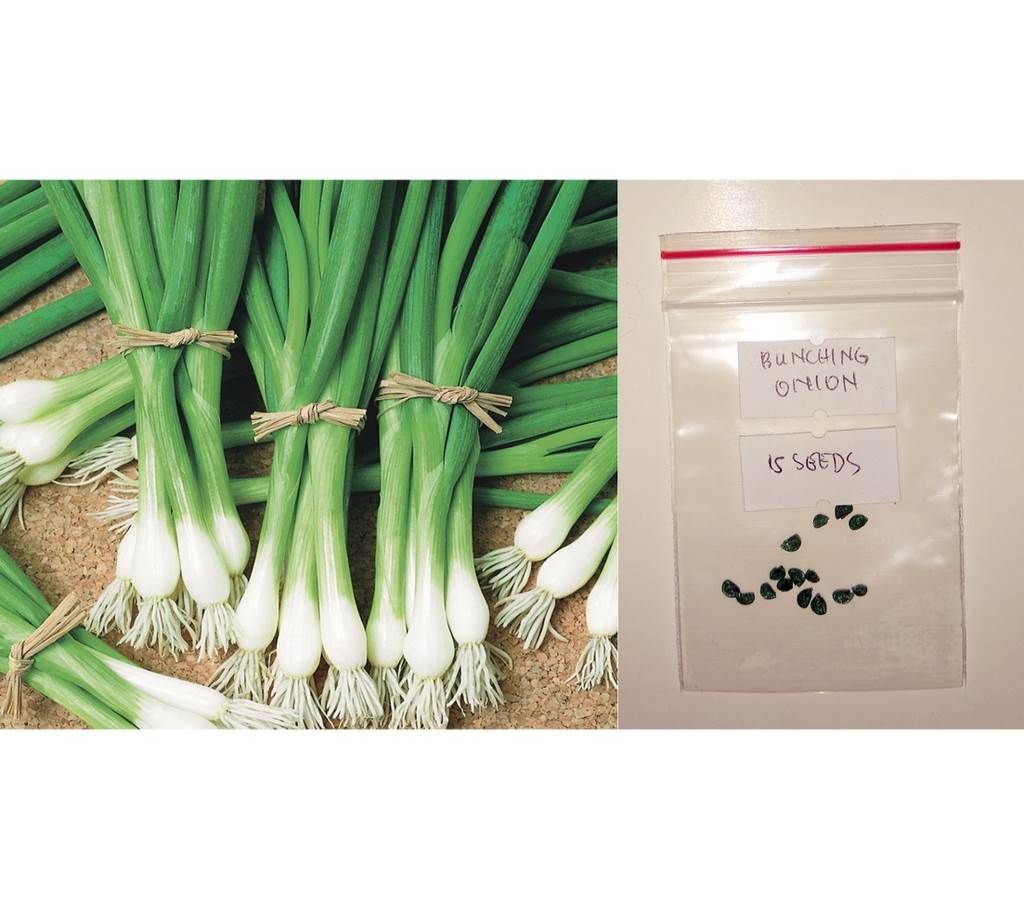 Spring Cut Bunching Onion Seed - 50 Pcs