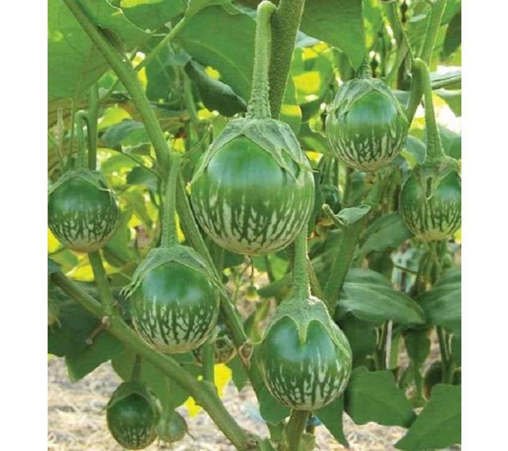 Round Brinjal (begun) Seeds -5pcs -Green-BD