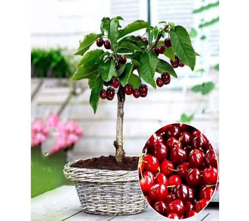 Bonsai Cherry Seeds
