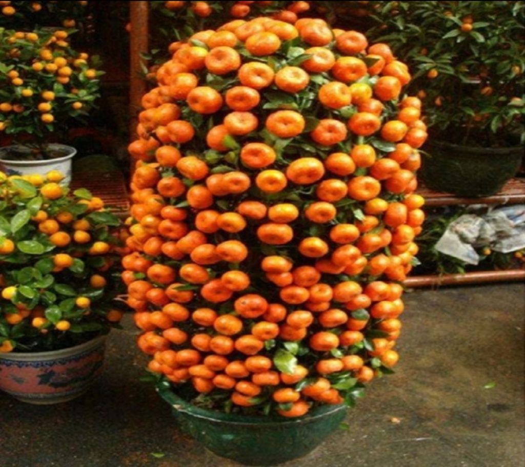 Bonsai Orrange Seeds