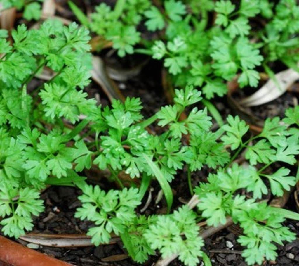 Coriander Agri Khushboo Seed - 1 Pack