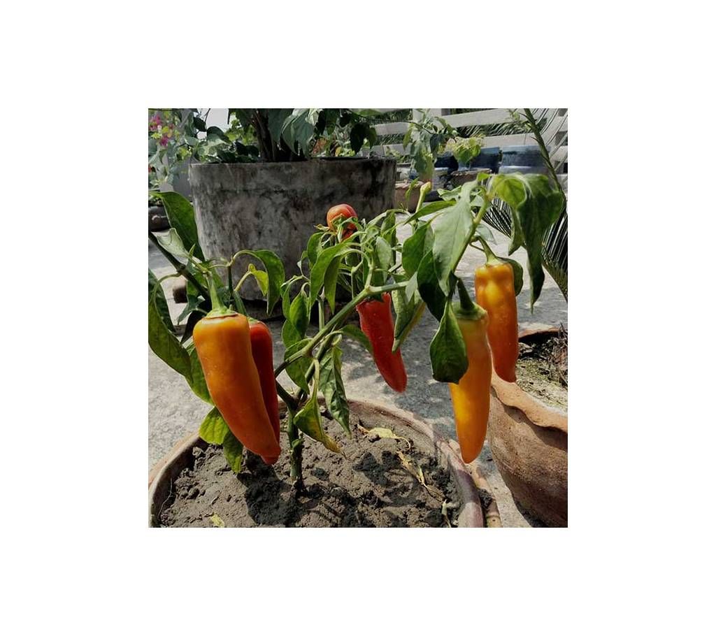 Capsicum Seed