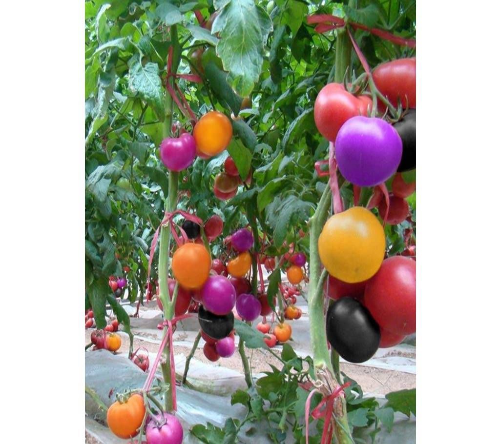 Rainbow Tomato Seeds