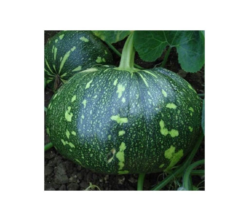Hybrid Pumpkin Seed - 1 Pack
