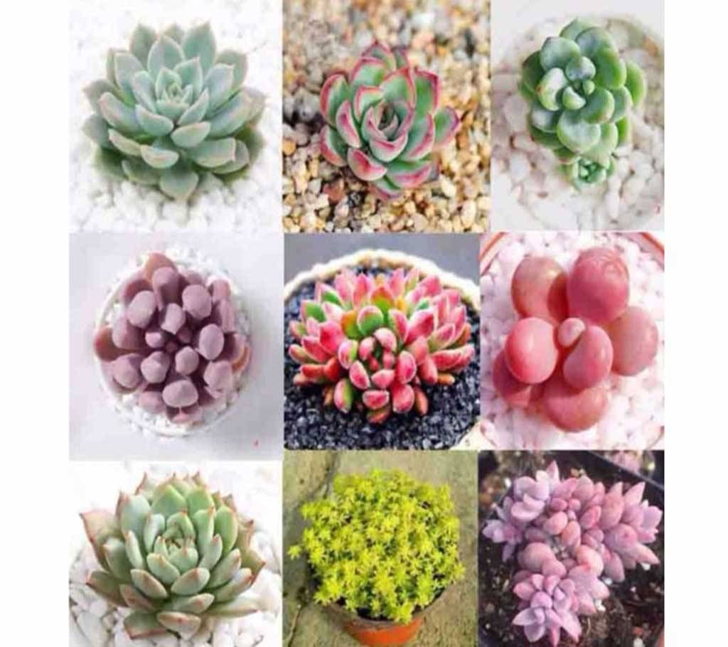 100 Pcs Mixed Succulent Plant Flower Seeds