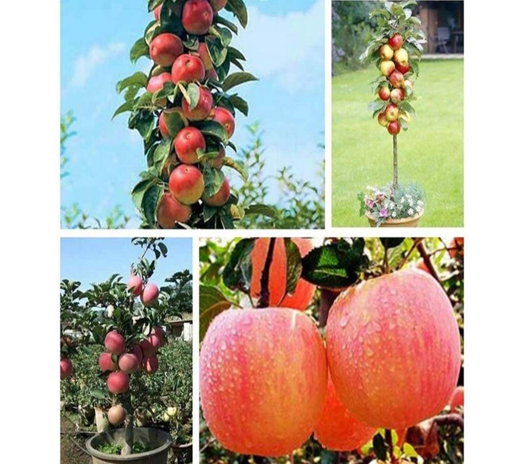 Bonsai Apple Seeds