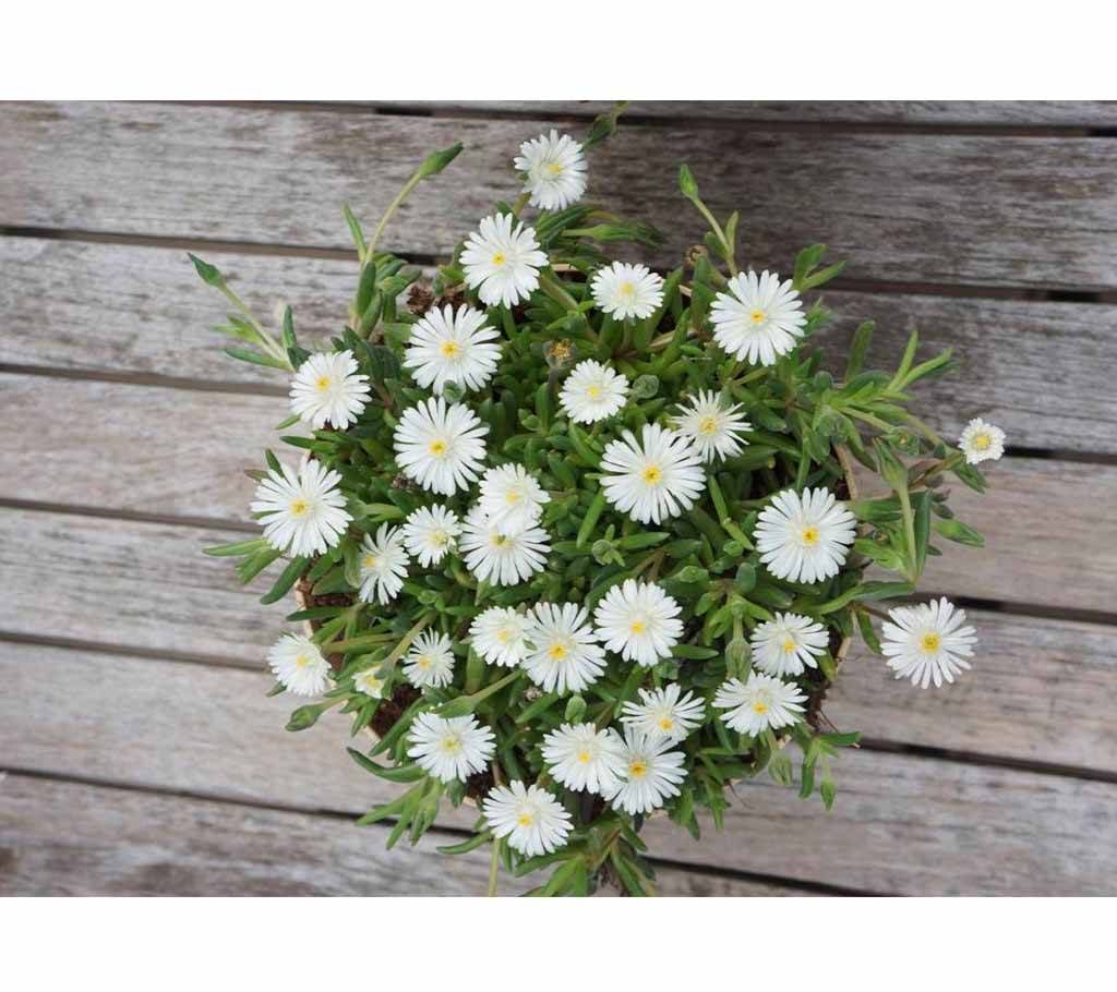 Ice_plant Flower Seeds-5P-US 