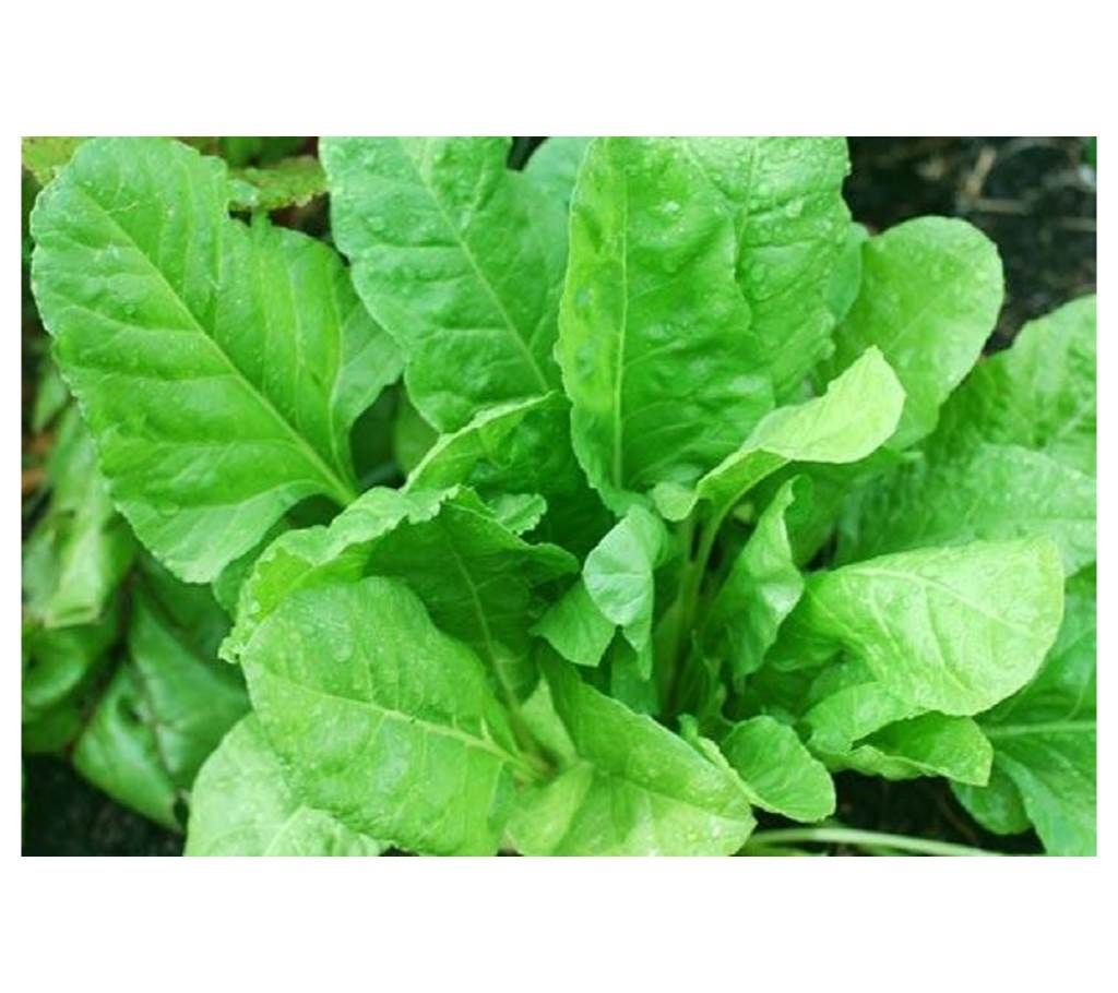 Palak Harit - 45 Seed - 1 Pack