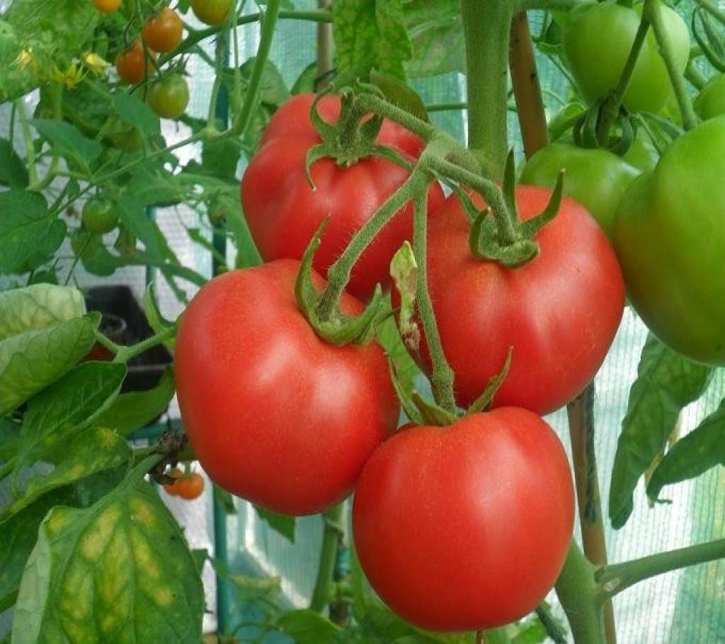 Tomato F1 Hybrid Seed - 1 Pack