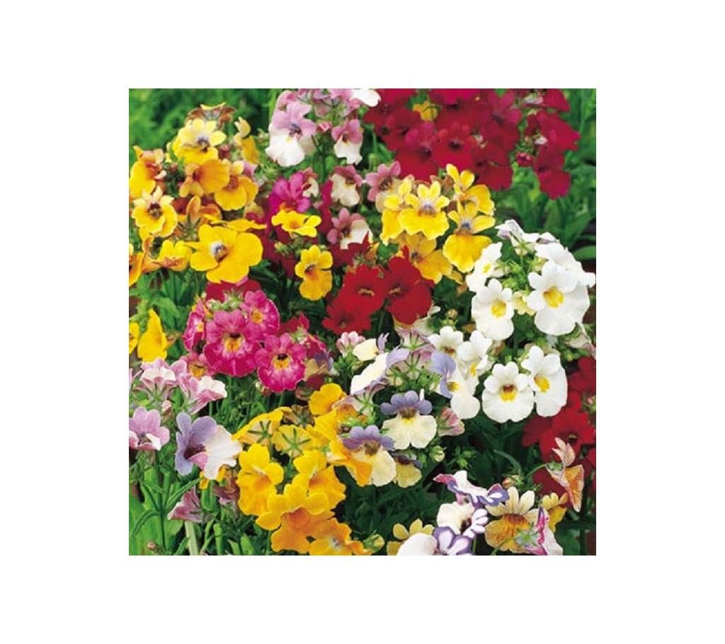 Nemesia Mixed Flower Seed - 50 Pcs