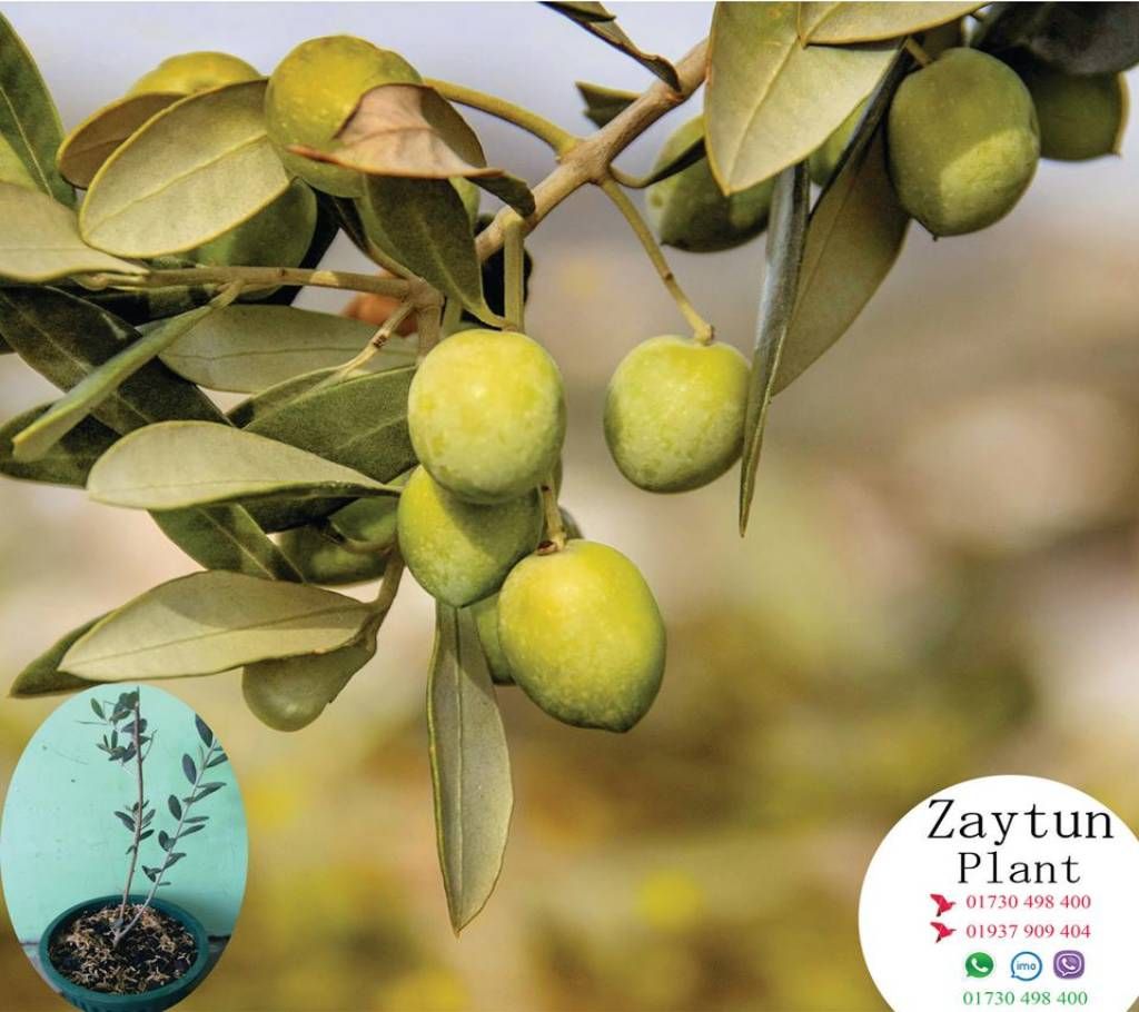 Jayatun fruit seedlings