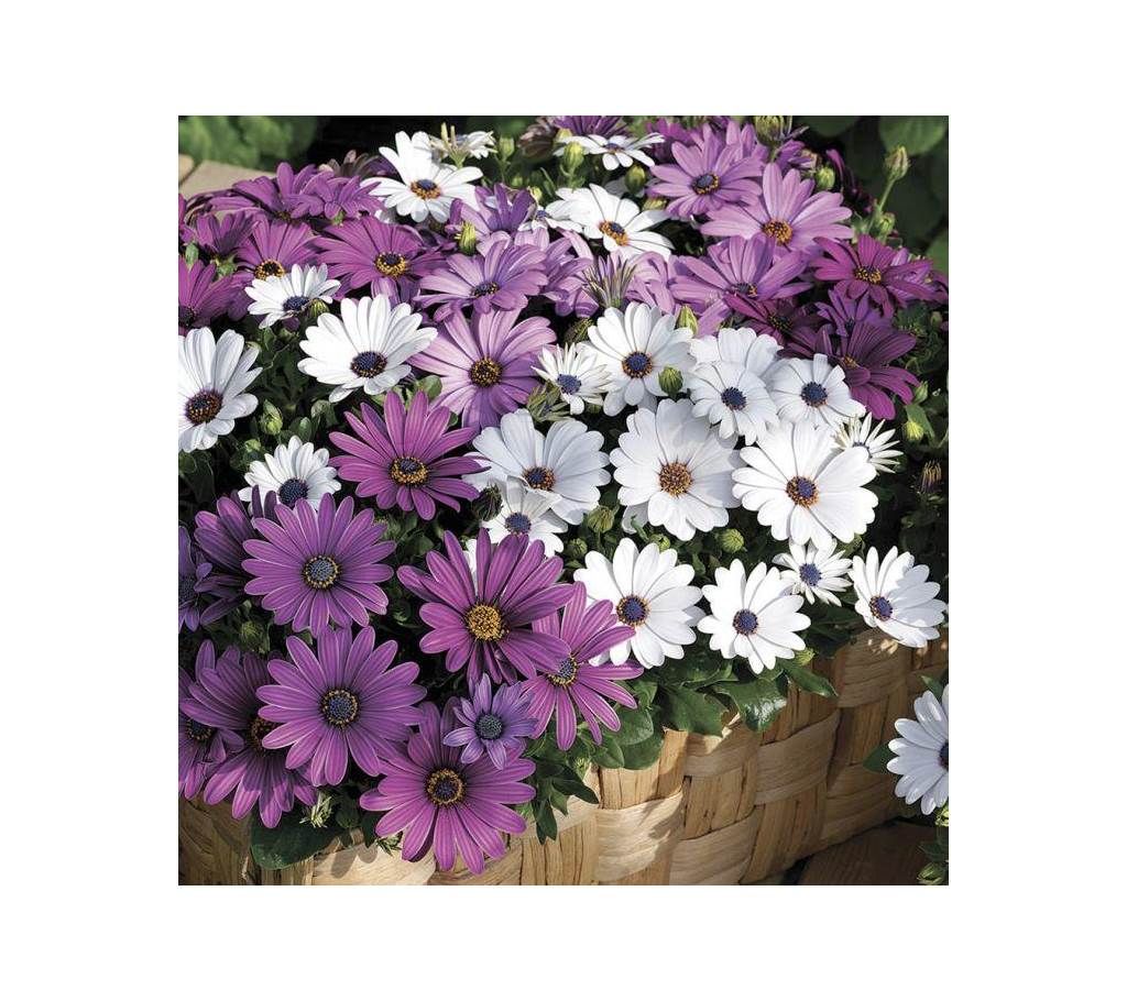 Osteospermum Dimorphotheca Mixed Seed - 50 pcs