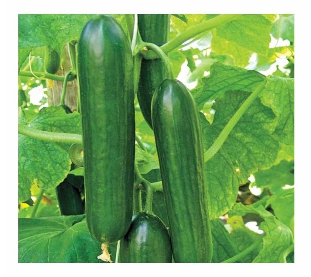 Thai Hybrid Cucumber Seed - 1 Pack