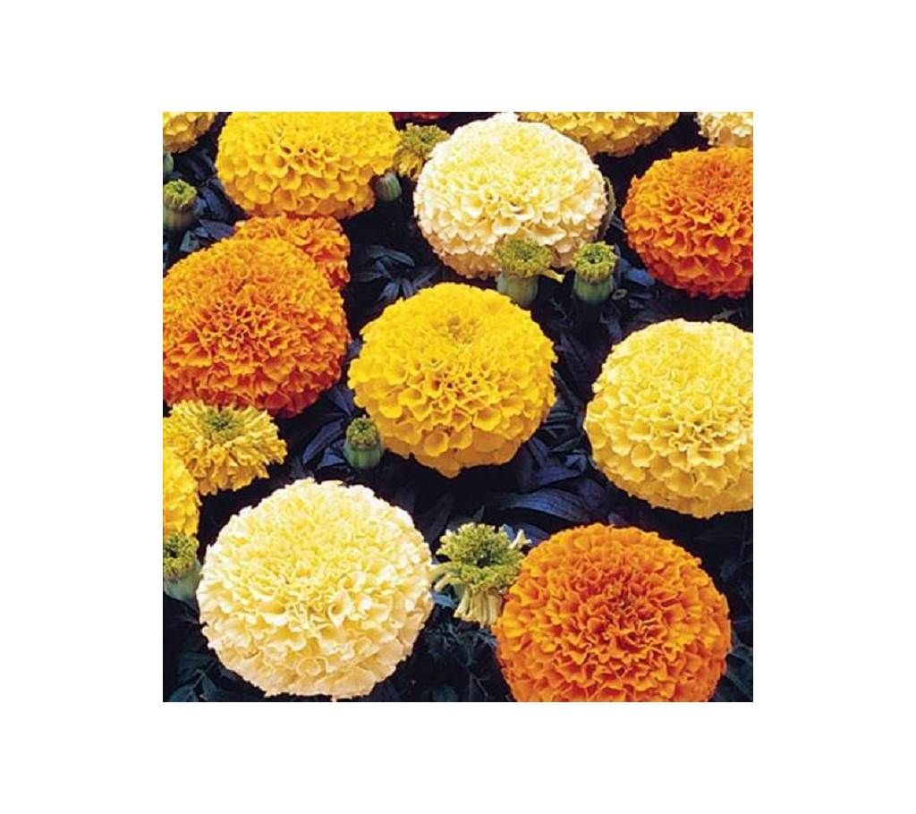 Marigold African Mixed Flower Seed - 50 Pcs