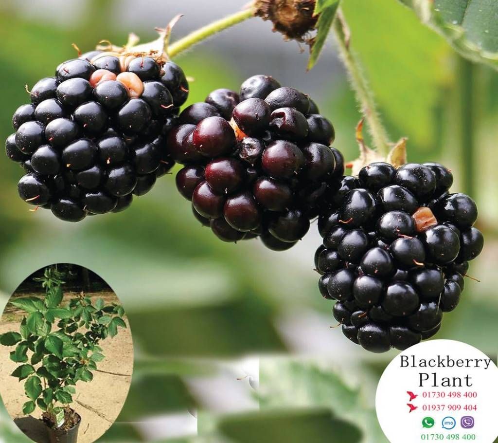 Black berry seedlings.