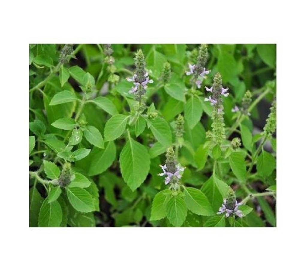 Holy Basil Seed - 2 gm