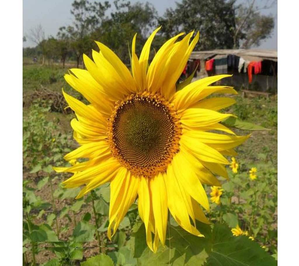 Sunflower Seed