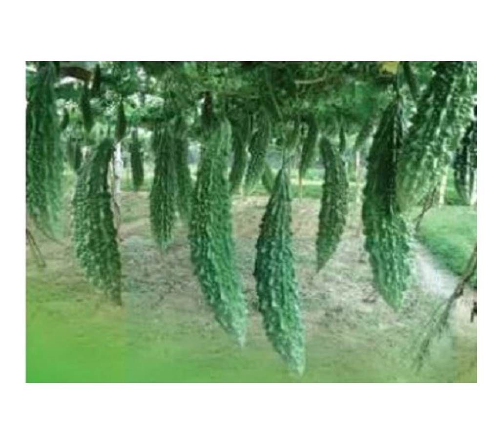 Hybrid Corlla Seed - 5 gm