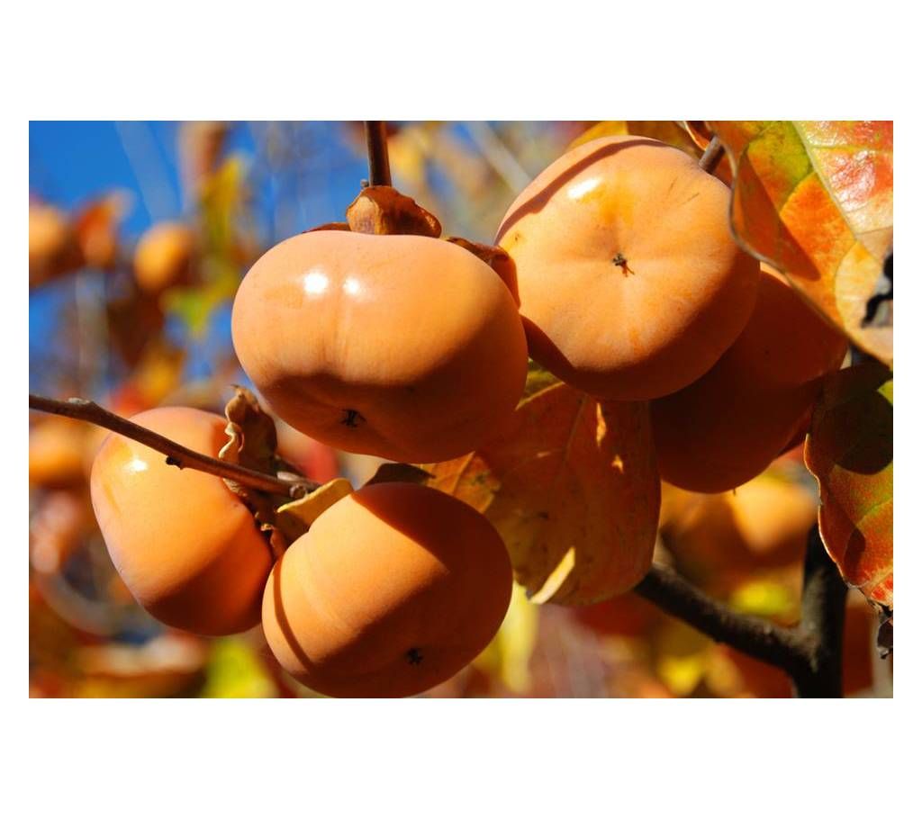Perzimon seedlings