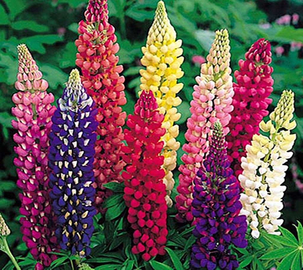 Lupin Mixed Flower Seed - 50 Pcs