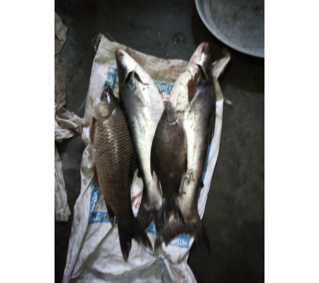 fish bait