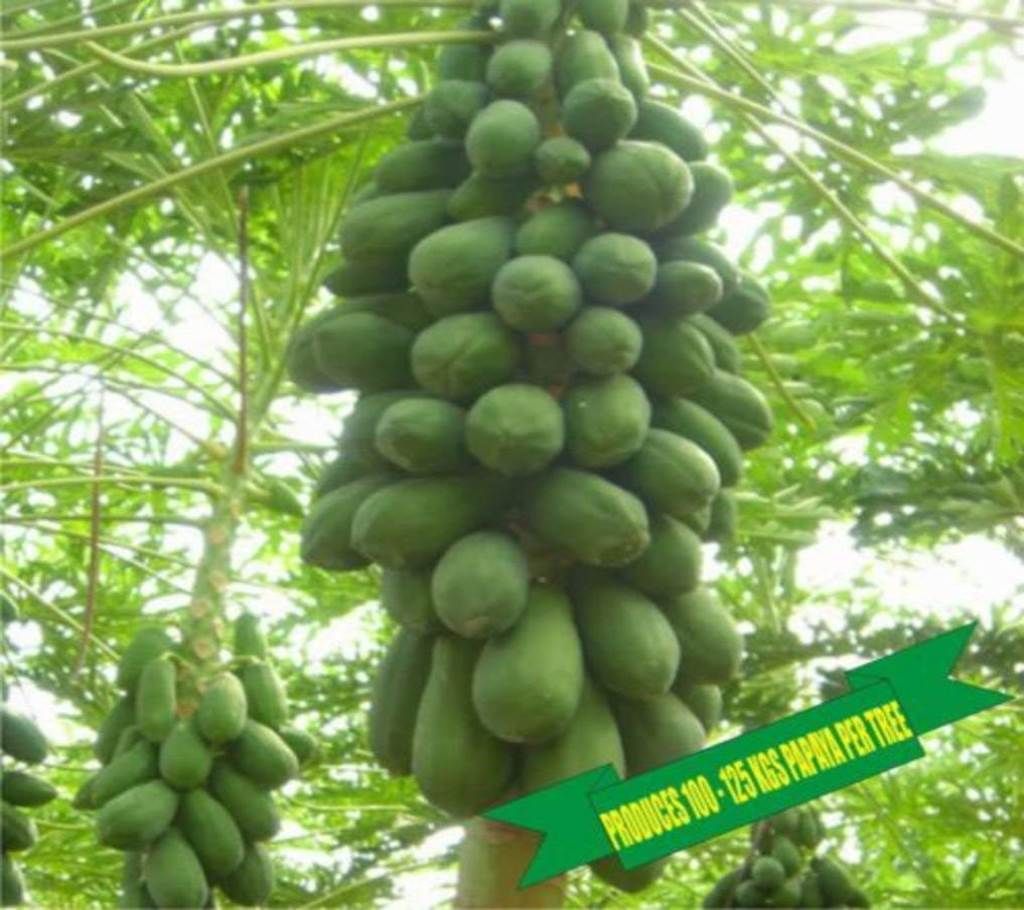 Holland Gold Papaya Seed - 1 Pack