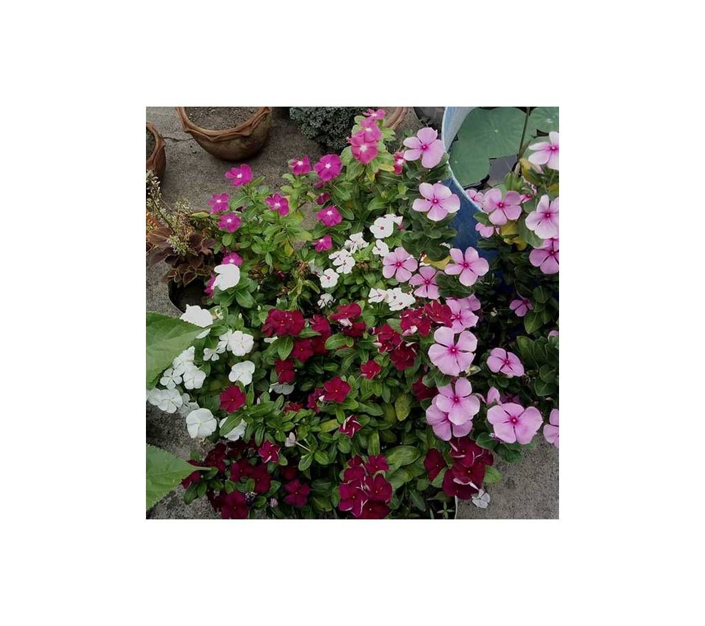 Noyontara Flower Seed