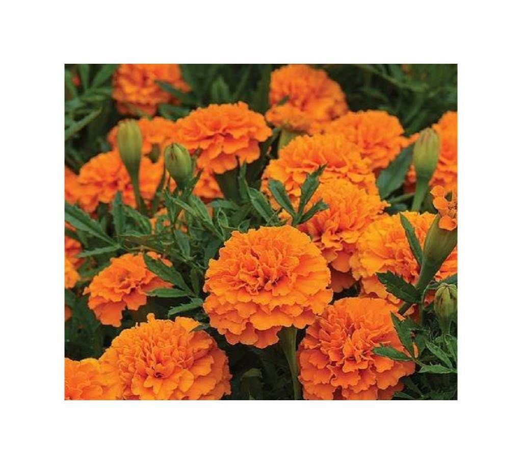 Marigold Orange Flower Seed - 50 Pcs