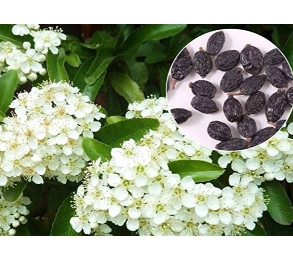 10Pcs HYDRANGEA White Flower Seeds