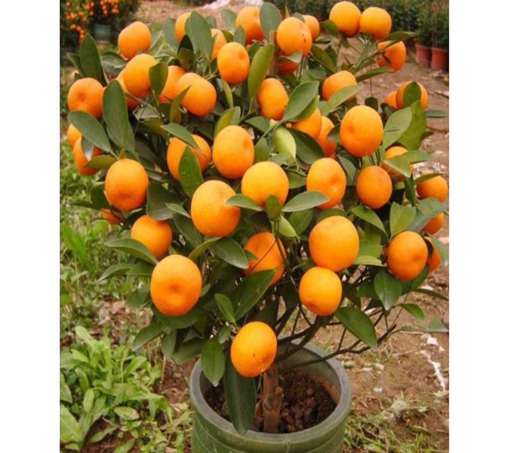 30 Pcs Orange Tree Seeds Plants