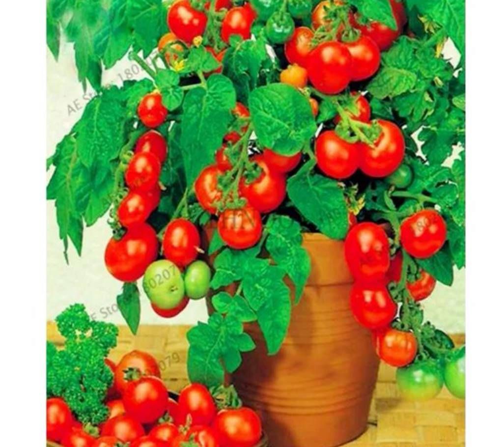 100pcs/lot Bonsai Tomato Garden Plant Seeds