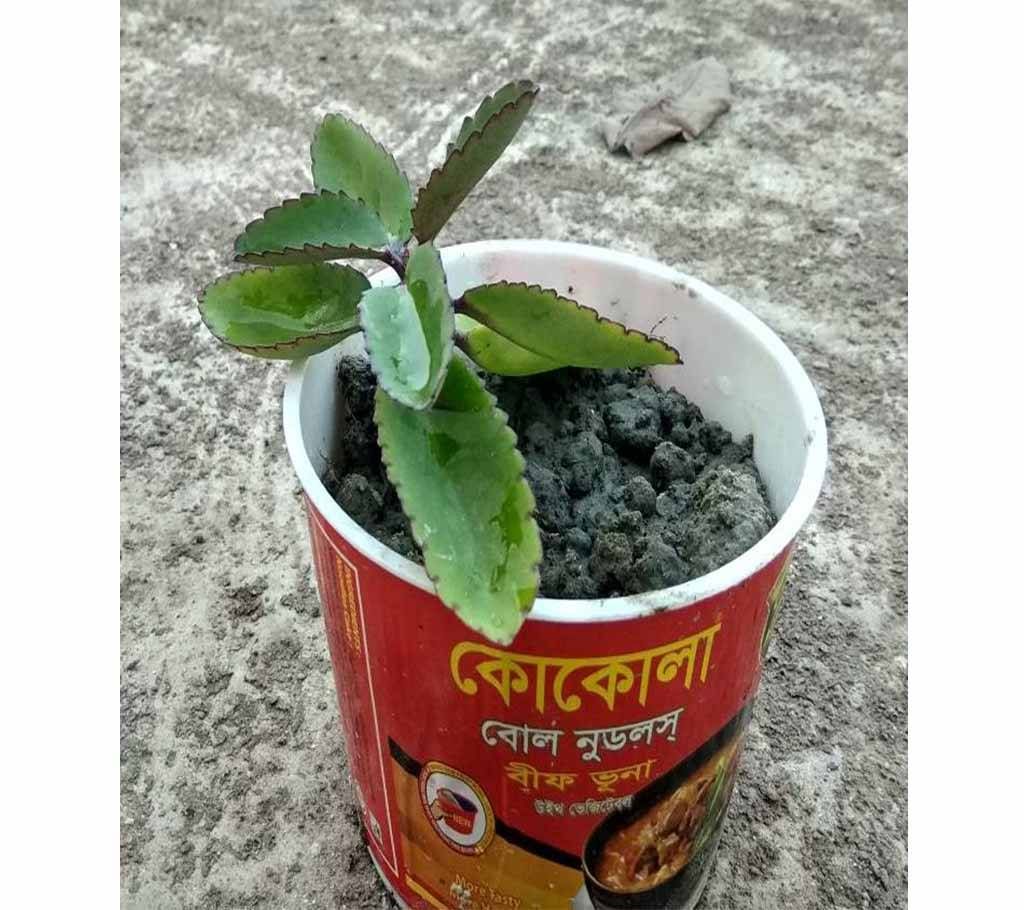 pathor kuchi pata