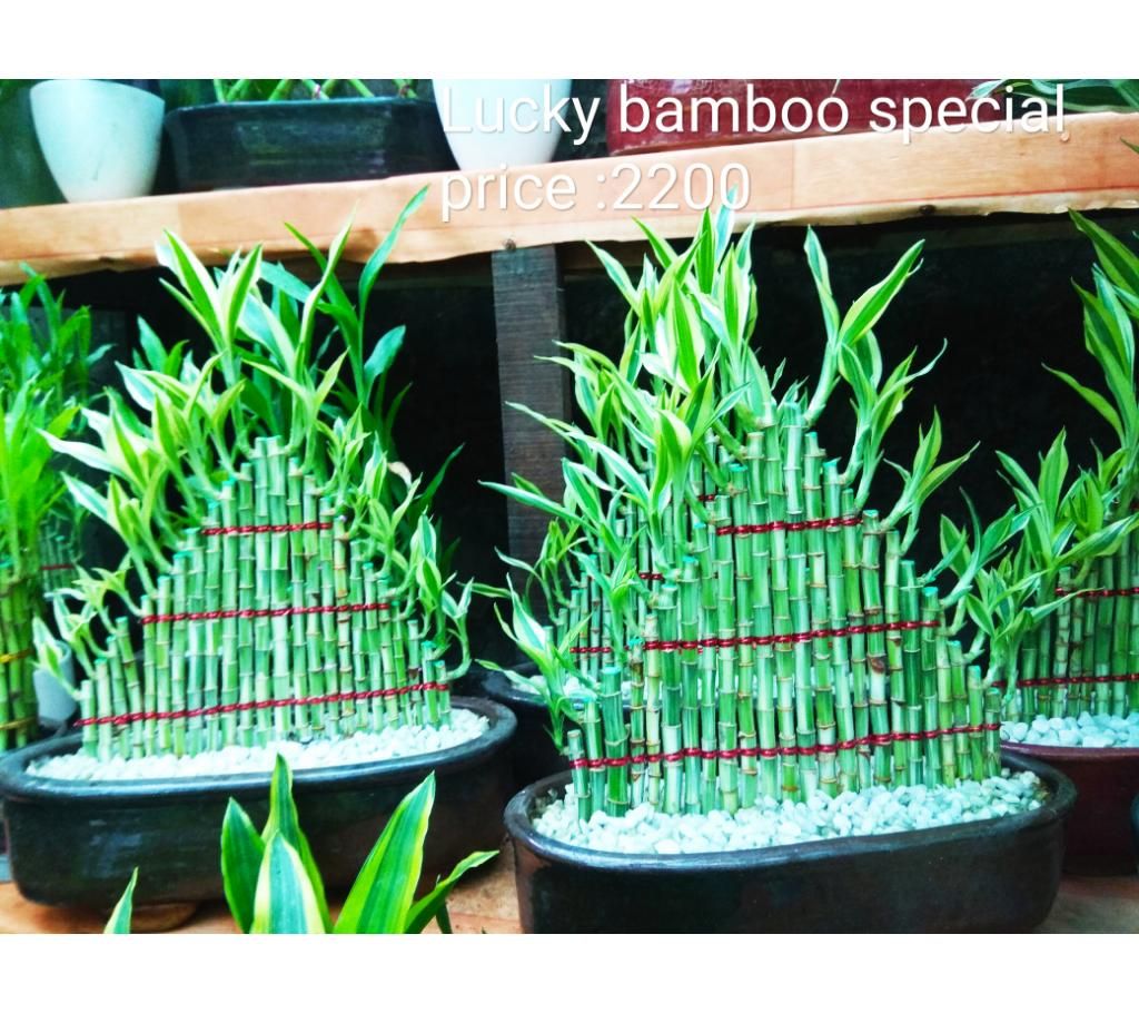 Lucky bamboo special