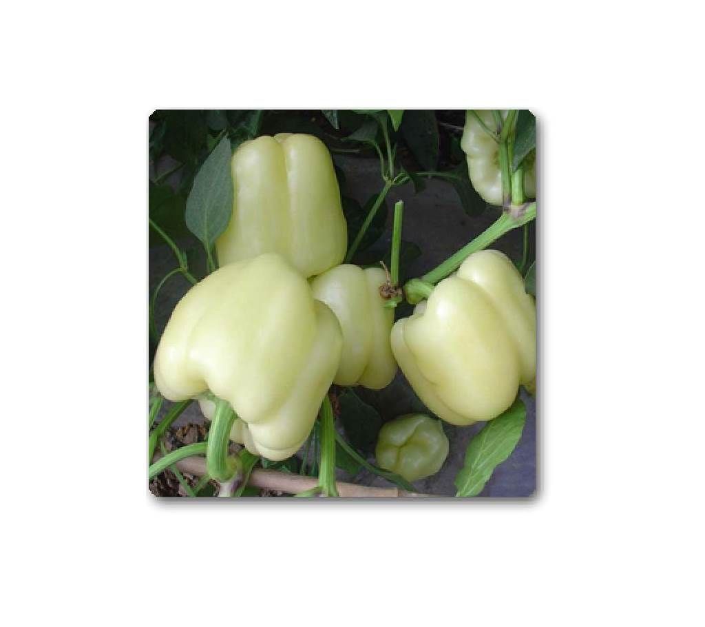 Bell Pepper Ivory White Seed - 1 Pack
