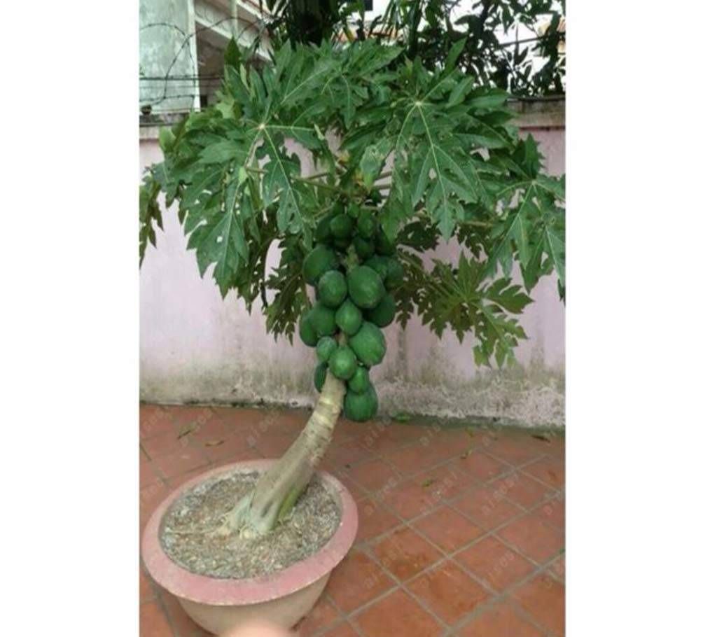 30Pcs Mixed Papaya Bonsai Plant Fruit Seeds