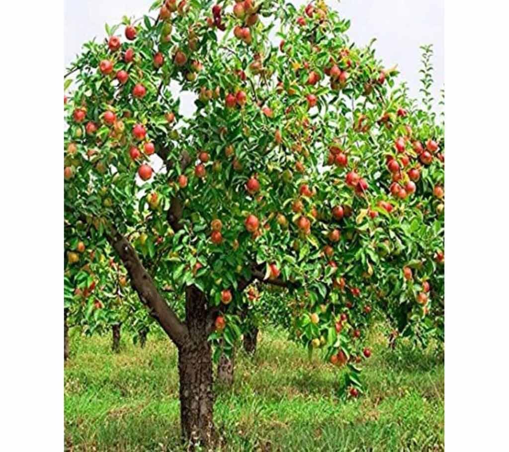 10Pcs Apple Red Seeds For Gardening Fruit Seeds